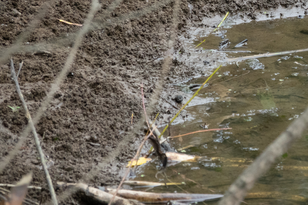 Lampreys at Delta Ponds, July 2019