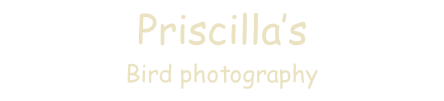 Priscilla’s   Bird photography