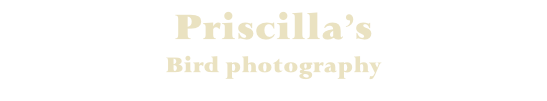 Priscilla’s  
Bird photography
