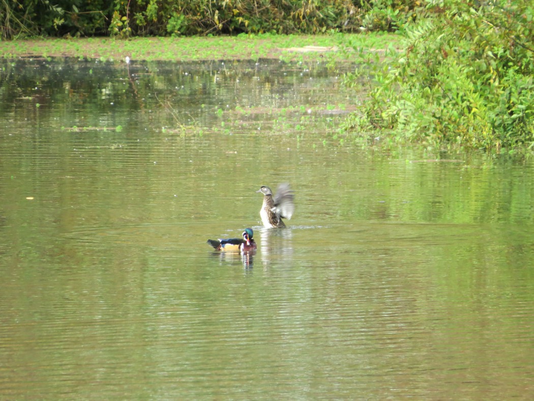 are dogs allowed at delta ponds park