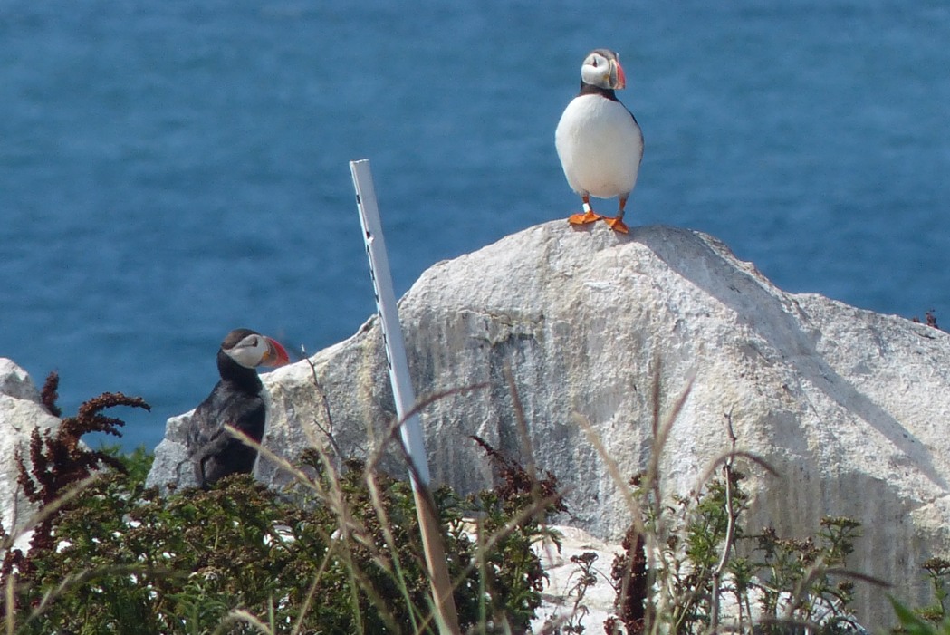 The Elusive Puffin - Lisa-Marie's Made in Maine